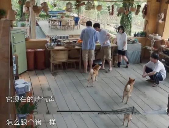 《向往》的两条狗怎么了？泪痕明显没活力，状态大不如前资讯早知道