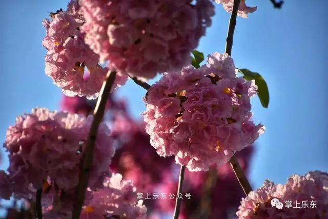 旅行柚子君■这个春天,乐东的花又开好了 趁着花期,可以出去赏花哦!