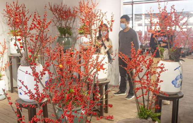 节前广州花卉行情如何？年桔蝴蝶兰“愁”，鲜