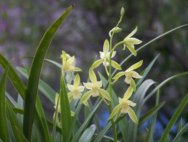 建兰最佳名品“大凤素”，花色纯洁，香味扑鼻，新花勤草还很好养