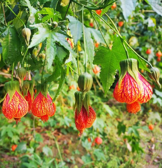 11月养盆“灯笼花”，喜庆又好看，花朵就像小灯笼