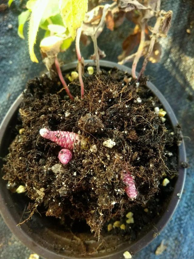 花盆里挖出的鳞茎，长得像虫子，原来是“大补之物”