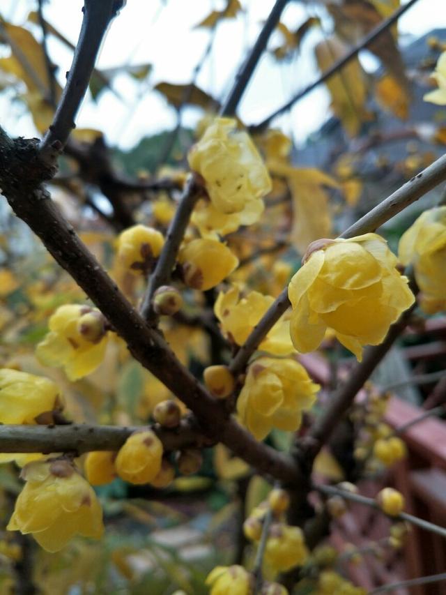 天冷养“雪中四兄弟”，冰天雪地也开花，冬天开出“满园春色”