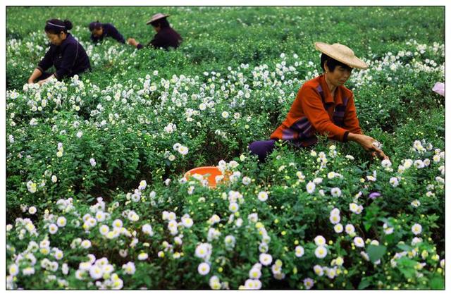 神农本草图经，薯蓣 菊花 甘草 人参 石斛 石龙芮