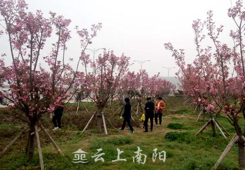 「约吗旅行」南阳白河湿地公园樱花盛开 市民纷纷赏花游玩