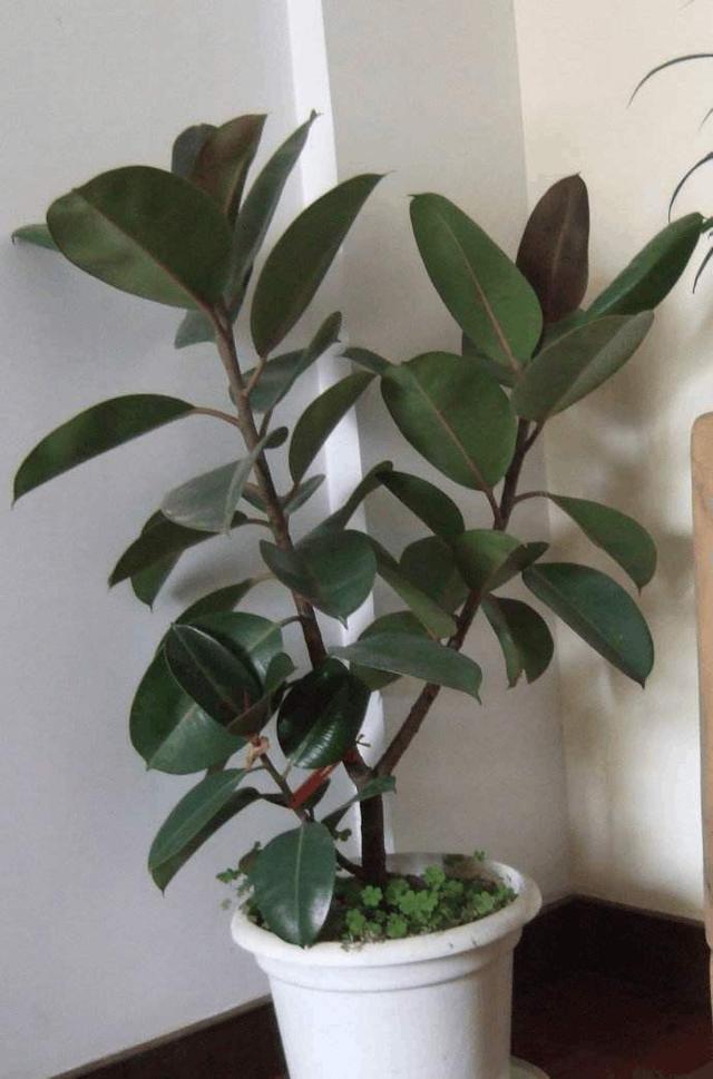 橡皮树叶子总变黄不够亮，不担心，学会3个方法后叶子返青快