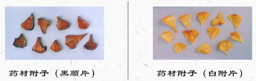 附子，用对了就是“扶阳第一药”，用错了就是“夺命第一毒”