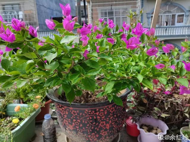 逛花市去捡漏，买了一堆长寿花，拿回来竟然全活了