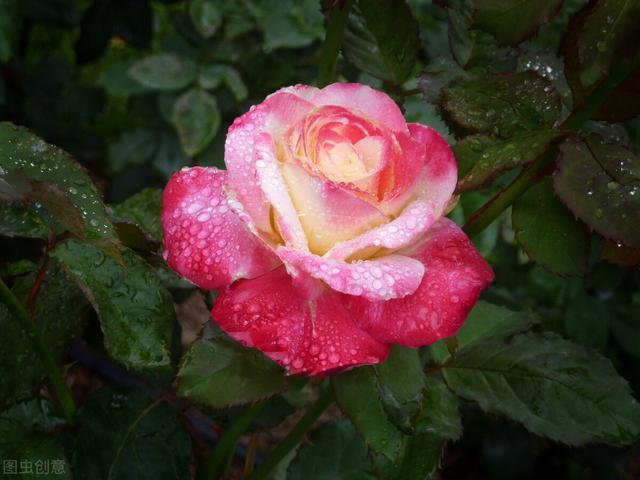 偷“睡眠”的花草已公布，应尽快搬出卧室，别再犹豫