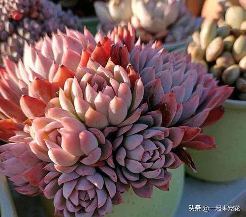 单头多肉如何变多头？最简单的打开方式，新手也会