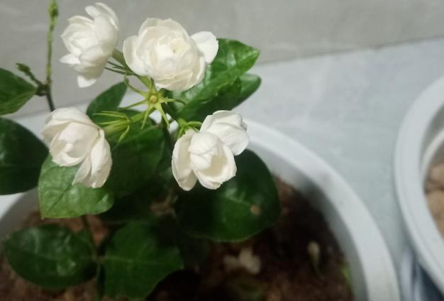 养这些植物，下雨了甭急着往屋里搬！淋雨反而好处多多