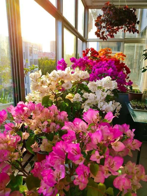 没暖气，忒冷？养花别着急，3个窍门教你，零下20度也不挨冻