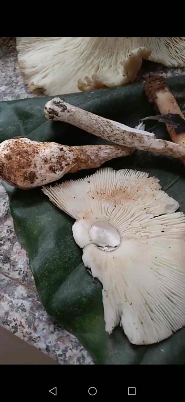 你的育儿经▲三岁女童吃自采的毒蘑菇 肝、肾、心肌严重损害