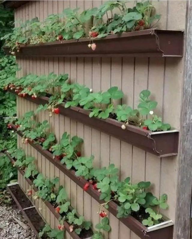 听说你也把花卉养成绿植了？植物杀手和园艺博主之间，只差一个