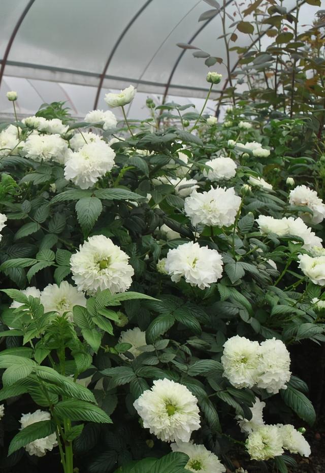 为何古人说：有院不栽荼蘼花？原因有2个，感觉是“强词夺理”