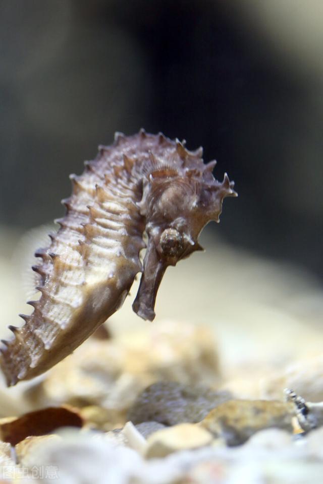 今日靓汤（润肤养血、温补肾阳）