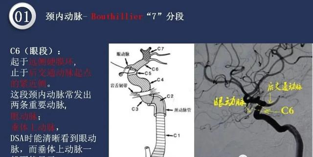 头颈动脉系统相关解剖