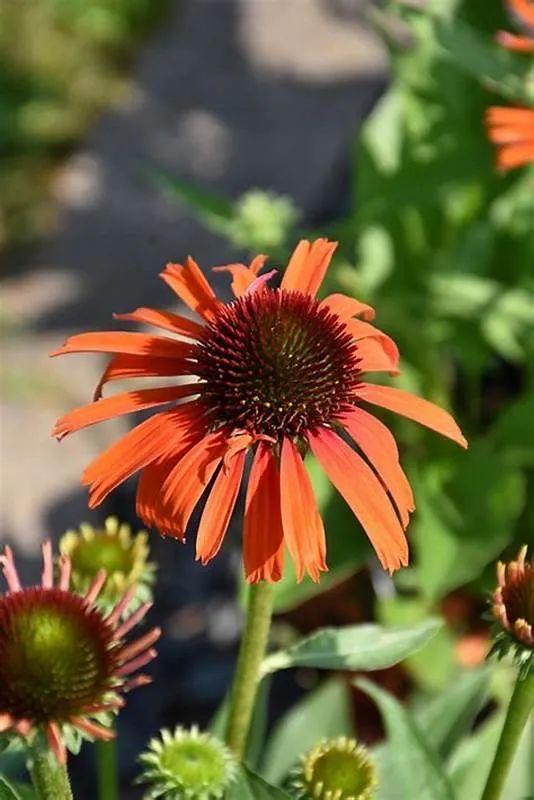 夏季庭院里一抹浓艳的色彩——松果菊