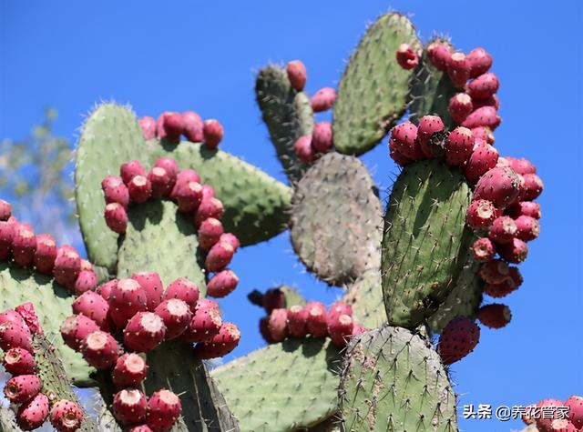 养仙人掌的N个理由，有没有一个戳中你？