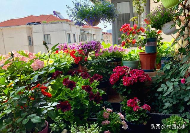 家养3种花，让它们“交接班”，一年开花365天，阳台变花海