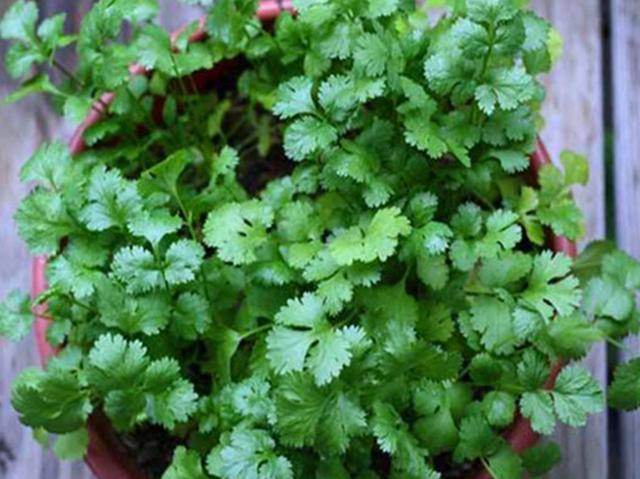 养花不如种菜，阳台种上4种菜，油绿漂亮，再冷不用出门买