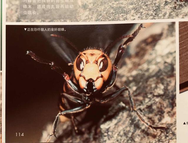 超级宝妈|六一儿童节专属：什么样的礼物对孩子最好，这本书给出了答案