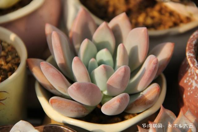 有朋自远方来，拔叶子乎