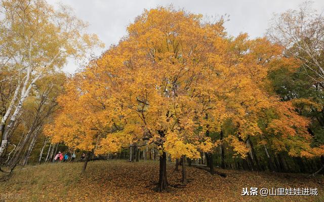 荒芜人烟的野草，看着美丽的花朵