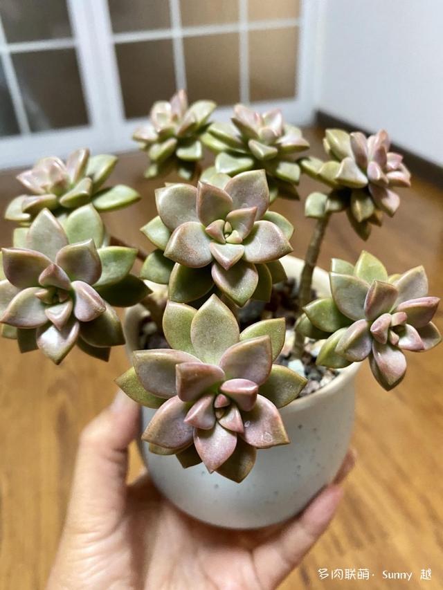 爱肉爱宝，不离不弃，未来可期