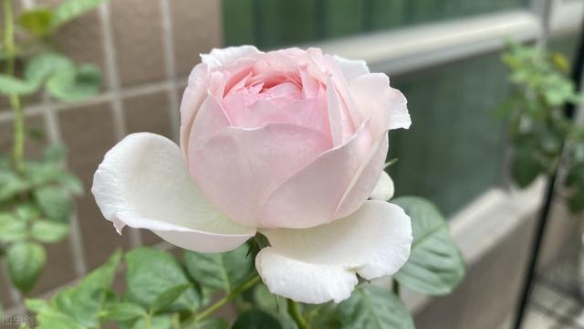 月季僵苗不长？教你打破“僵局”，冒出一圈壮芽