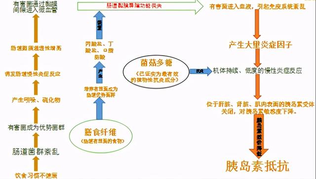 38岁糖尿病肠道菌群重建案例：停二甲双胍与中药，血糖从8到5