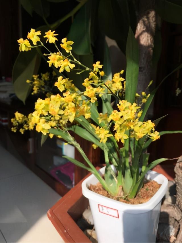 11月适合养文心兰，花香味迷人，花朵漂亮，开花时间长