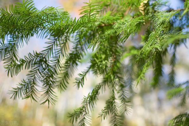 院子里栽种花草，建议考虑好5个问题，院子会越用越舒心