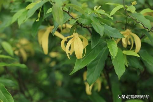 农村一种植物，叶子可做酒饼，好看又好吃，治疗咳嗽效果好