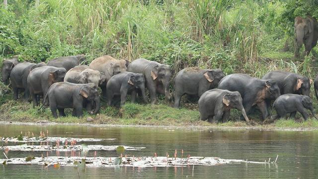 「环球网」泰国疫情期间关闭国家公园 生态修复野象出没