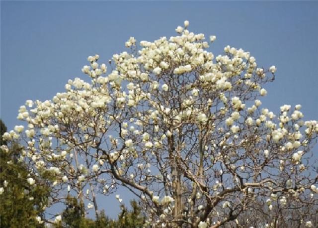 这3种树最适合种在庭院，花开满院香，寓意极佳显富贵，超好养