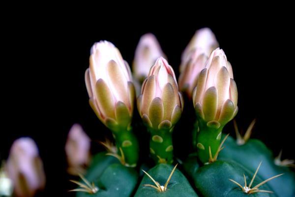 植物|上海：多肉植物的韵律之美