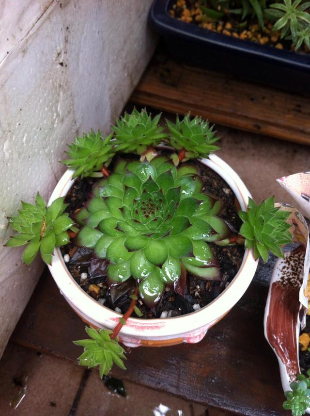 忙？喜欢养多肉？盆栽观音莲牢记此5点，好看又好养