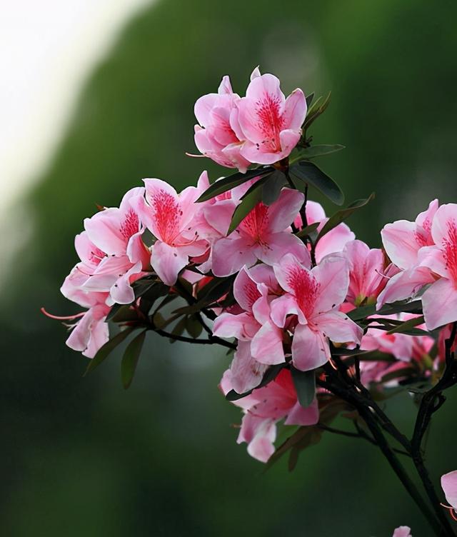 杜鹃花是有名的年宵花，冬天开花特别多，过年气氛特浓厚