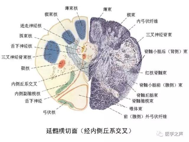 WoW，最全神经系统解剖图来了