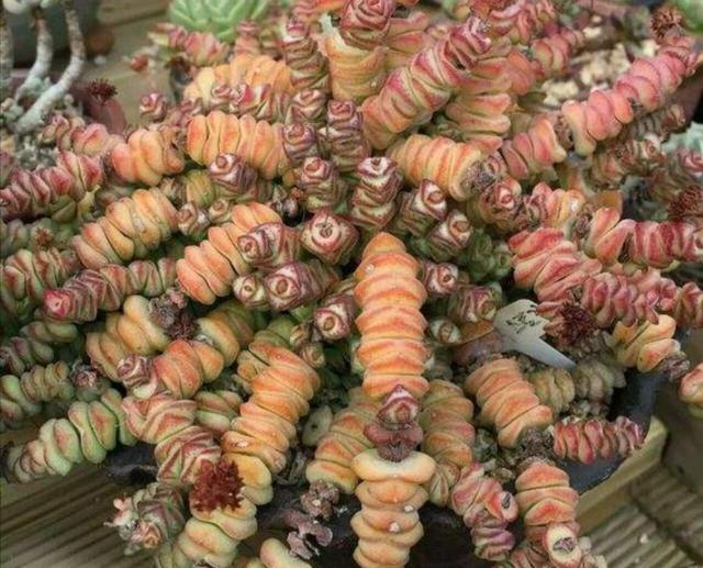 多肉钱串怎么养，才能长满花盆，株型更美观