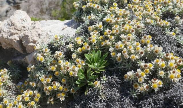 小麦秆菊 Achyranthemum sordescens