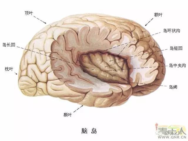 WoW，最全神经系统解剖图来了