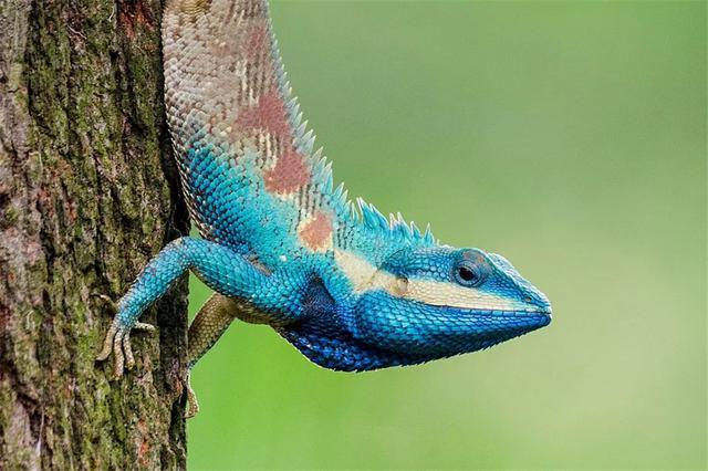 01中国最漂亮的蜥蜴,蓝色的三角脑袋,拖着一根平衡棒似的长尾