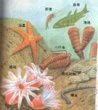 【新华网客户端】以中国命名并向国际推荐的地质年代——震旦纪