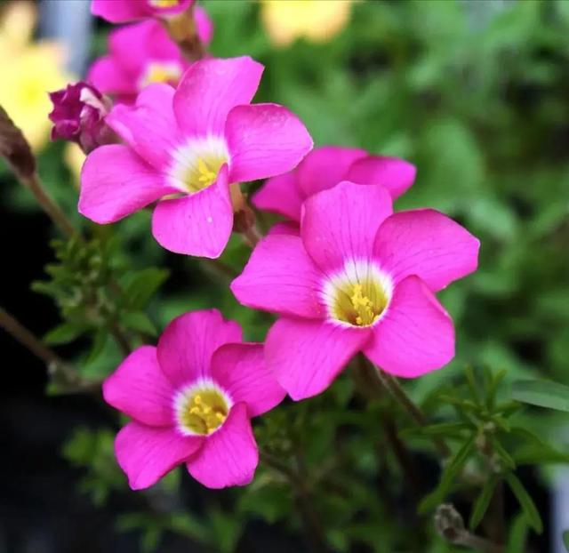 酢浆草|长发飘飘 or 纤细苗条，多毛酢浆草家族等
