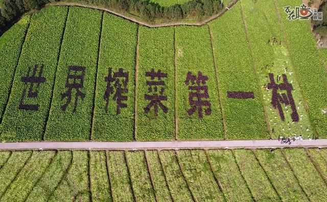 榨菜|万花瞳丨从“青疙瘩”到“金元宝”！来看“国民下饭菜”诞生记