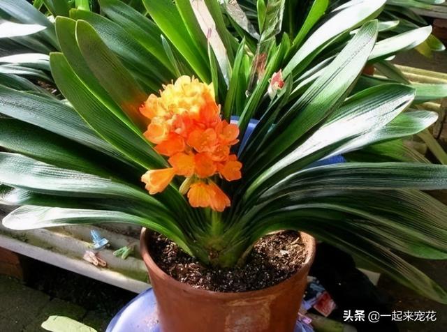 家里养君子兰，花盆里加3种植料，盆土疏松肥沃，根壮叶绿花美