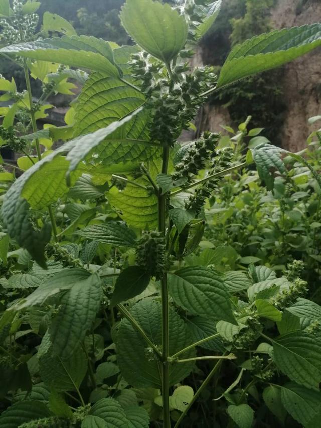 醉人的金色——秋收时节