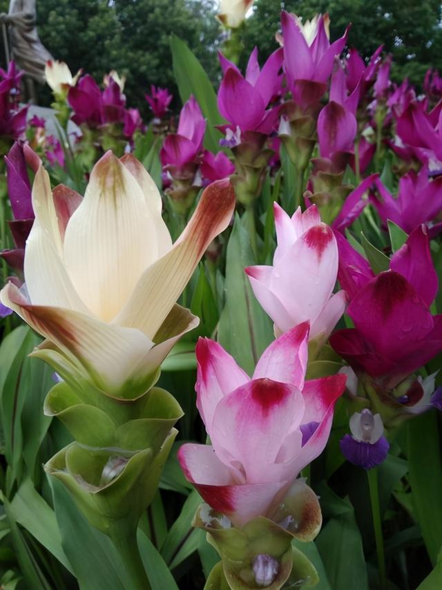 就是一块“姜”，生根发芽却开出了花，太像“荷花”了